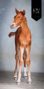 Potro kwpn caballo de deporte neerlandés en venta 2025 alazán por perfect silver legend
