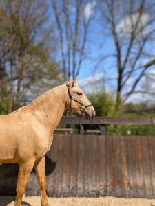 Caballo entero PRE Pura Raza Española En venta 2022 Palomino por SE TIZIANO