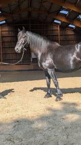 Mare Mérens For sale 2019 Black