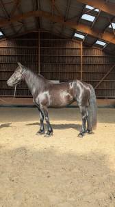 Mare Mérens For sale 2022 Black