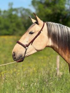 Gelding pre pure spanish bred for sale 2022 buckskin