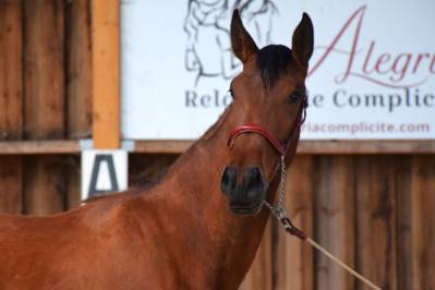 Mare pre pure spanish bred for sale 2022 bay