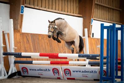 Poney welsh 3 ans 