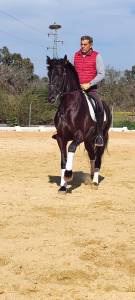 Amaizing p.r.e black horse