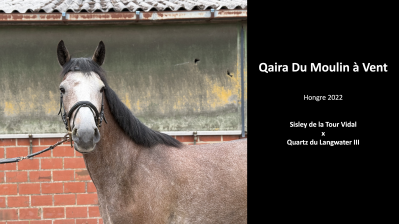 Magnifique petit cheval de sport belge (sbs) - 3 ans 