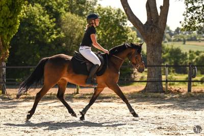 Femelle pfs 4 ans 