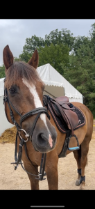 Poney d à vendre 