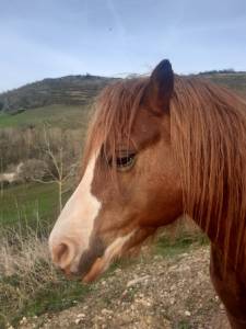 Magnifique poney welsh