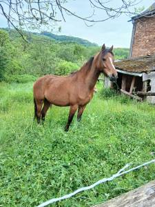 Magnifique ponette oc