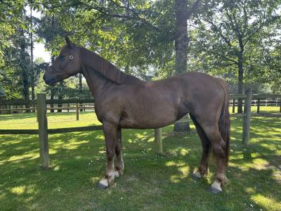 Ponette onc 7 ans D polyvalente 