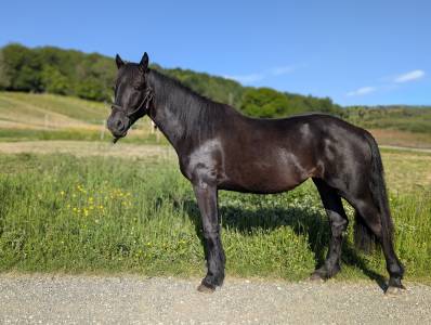 Yegua Mérens En venta 2023 Negro por ORNOIR DU SOULEILLA