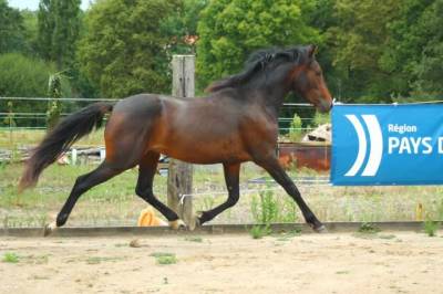 Poney hongre pfs pp 3 ans 