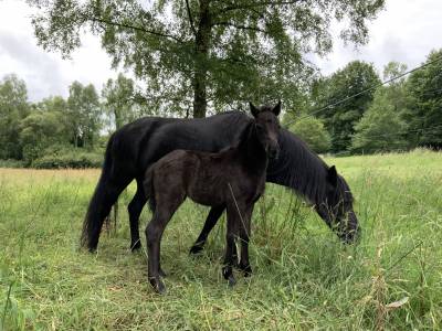 Veulen (vr) Dartmoor Te koop 2025 Bruin / Bai