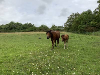 Potro connemara en venta 2025 bayo