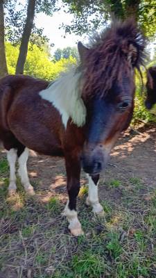 Poney mâles taille a