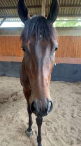Victory garden - tres gentil jeune cheval 