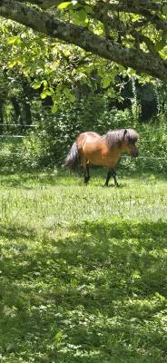 Vend poney mâle entier âgé de 14 ans