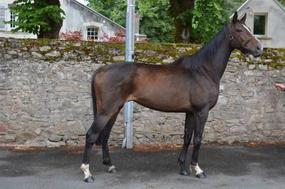 Cheval de loisir 4 ans, 1m60