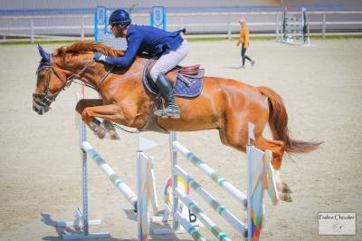 Cheval de concours 115 - 125