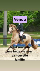 Vends gentil cheval polyvalent 