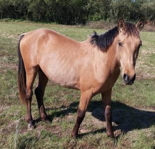 Jeune cheval