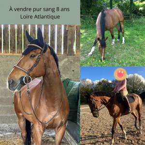 Pur sang 8 ans loire atlantique