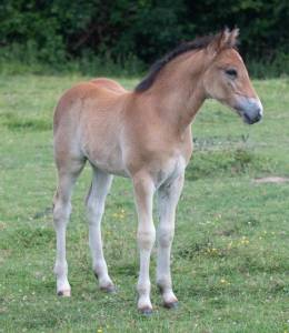 Veulen (ml) Connemara Te koop 2025 Donker bruin / bai ,  CLASSIC ROCQ