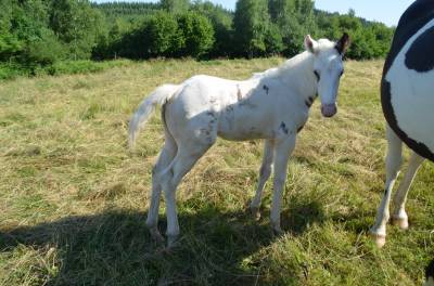 Potro caballo de silla en venta 2025 tovero