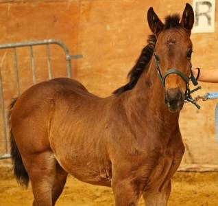 Foal aqps pour courses