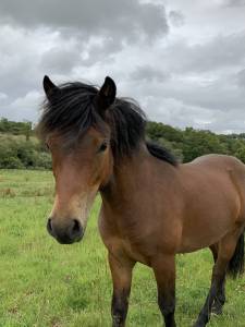 Dekhengst dartmoor te koop 2024 donker bruin / bai