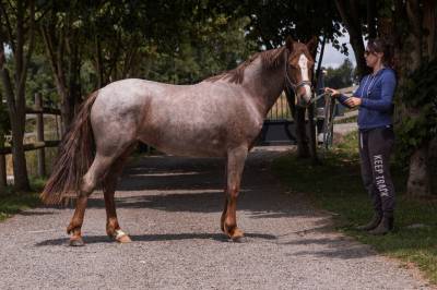 Ponette de 2 ans souche europe 
