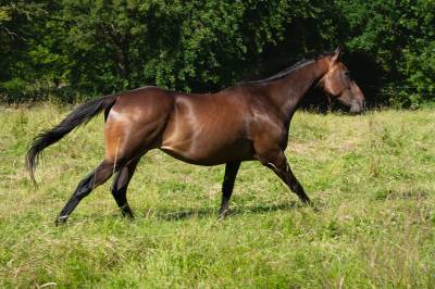 Cheval sport loisir