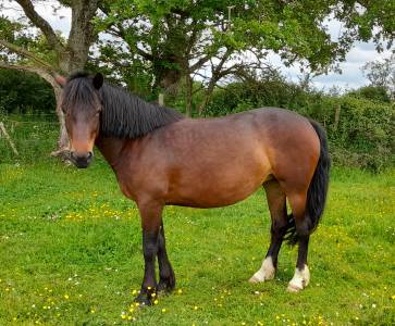 Merrie connemara te koop 2019 donker bruin / bai ,  titus de liaf