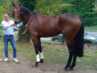 Beau cheval de 5 ans pour bon cavalier