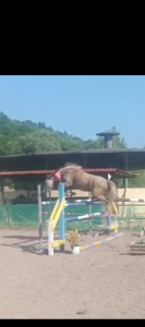 Pony 4yo femmina 