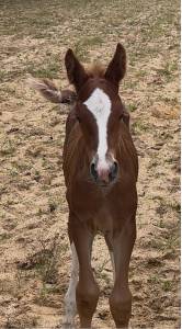 Une future star du cce ou du dressage!