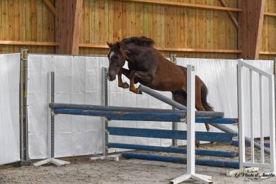 Poneys français de selle mâle de 2 ans