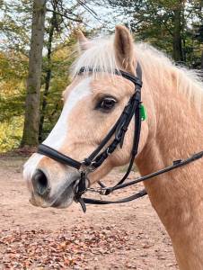 Welsh poney b, 1m24, oc, 11 ans