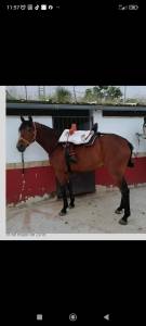 Se vendo caballo noble montado y enganchado.