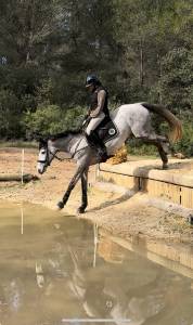 à vendre – jument selle français grise de 6 ans 170 cm
