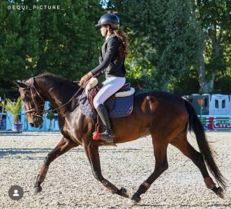 A vendre ponette sf top origine quinoto bois margot 