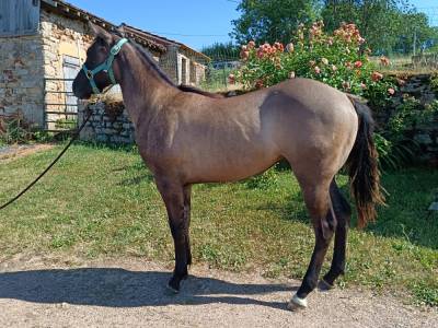 Tres jolie pouliche quarter horse grullo