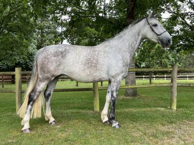 Cavalla cavallo da sport irlandese in vendita 2017 grigio