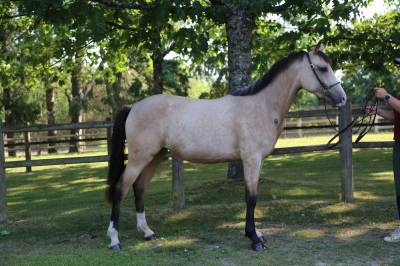 Cavalla pfs pony francese da sella in vendita 2023 isabella