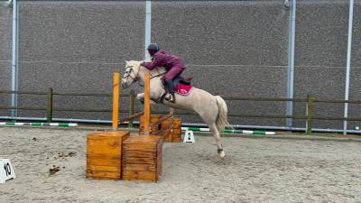 Jument Dutch Riding Pony A vendre 2010 Palomino