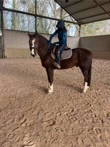 Franches-montagnes de 6 ans 