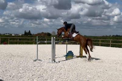 Jument sf - 8 ans - andiamo de semilly