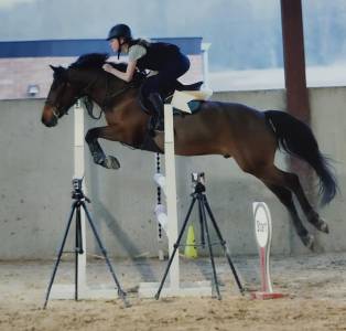 Gelding belgian riding pony for sale 2015 bay