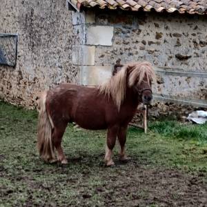 Poney shetland