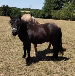 Poney shetland
